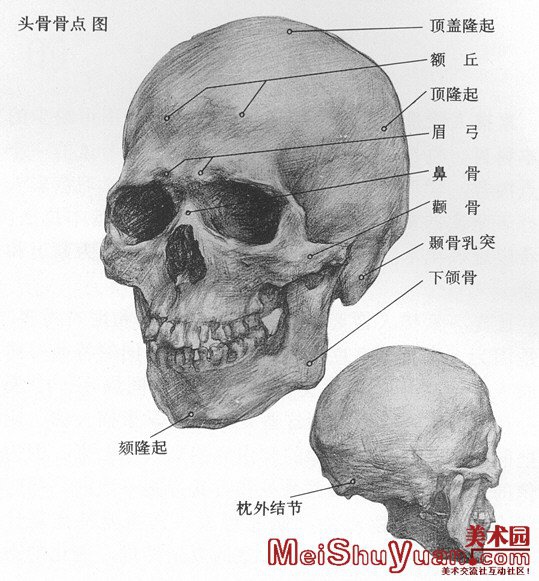 非科班同学, 从零基础开始学素描！