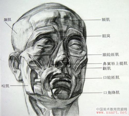 非科班同学, 从零基础开始学素描！